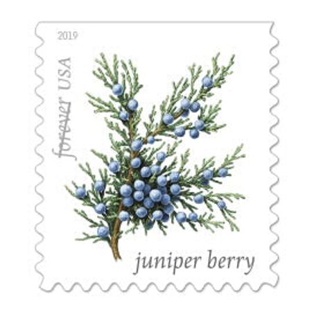 100 Forever Evergreen Postage Stamps for Mailing Invitations Juniper Berry Blue Green Pine Tree Forever Stamps